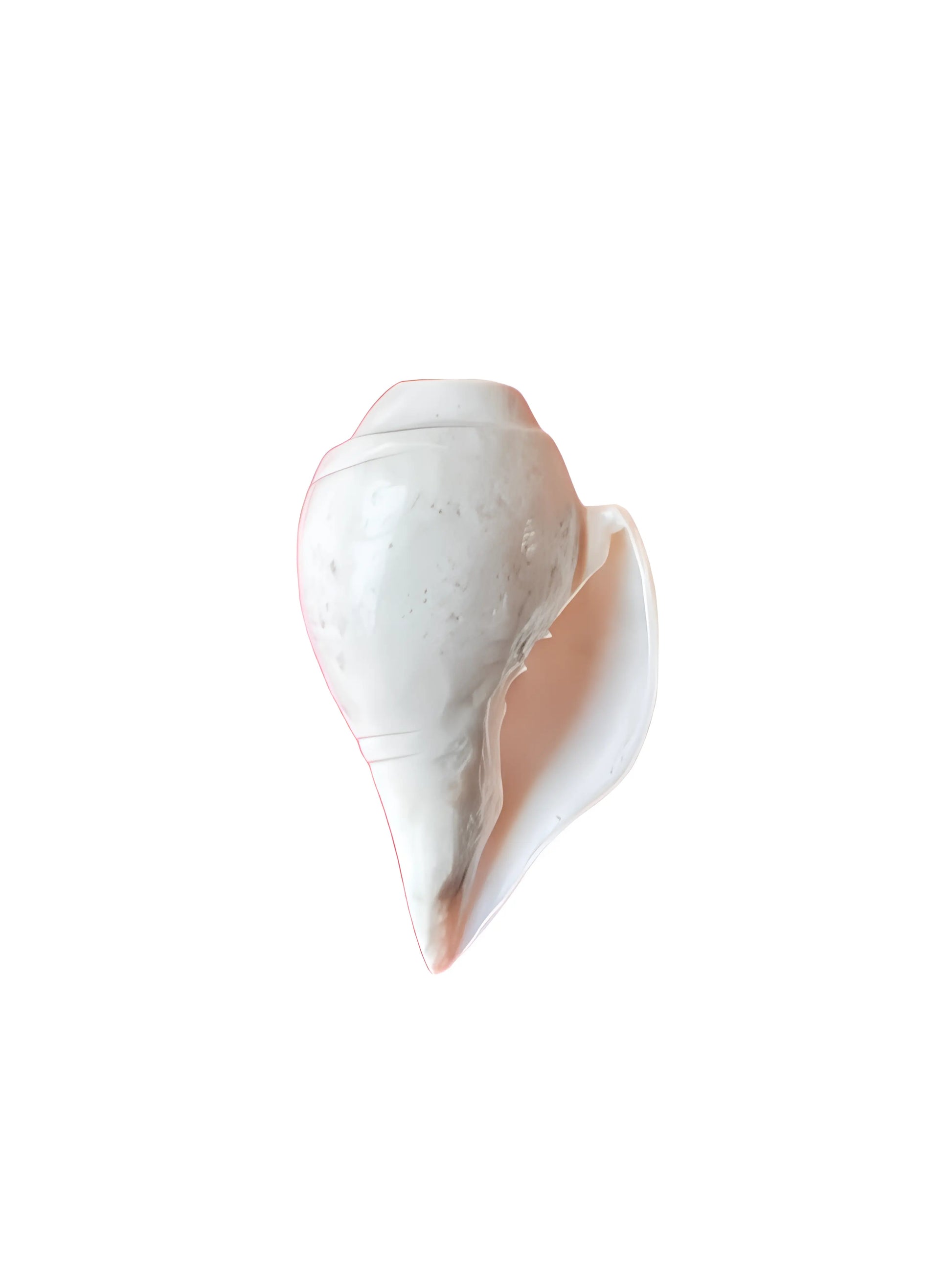 Shankh - Conch - 4 inch - Akaal Accessories - Now Available for Next Day Delivery