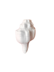 Shankh - Conch - 4 inch - Akaal Accessories - Now Available for Next Day Delivery