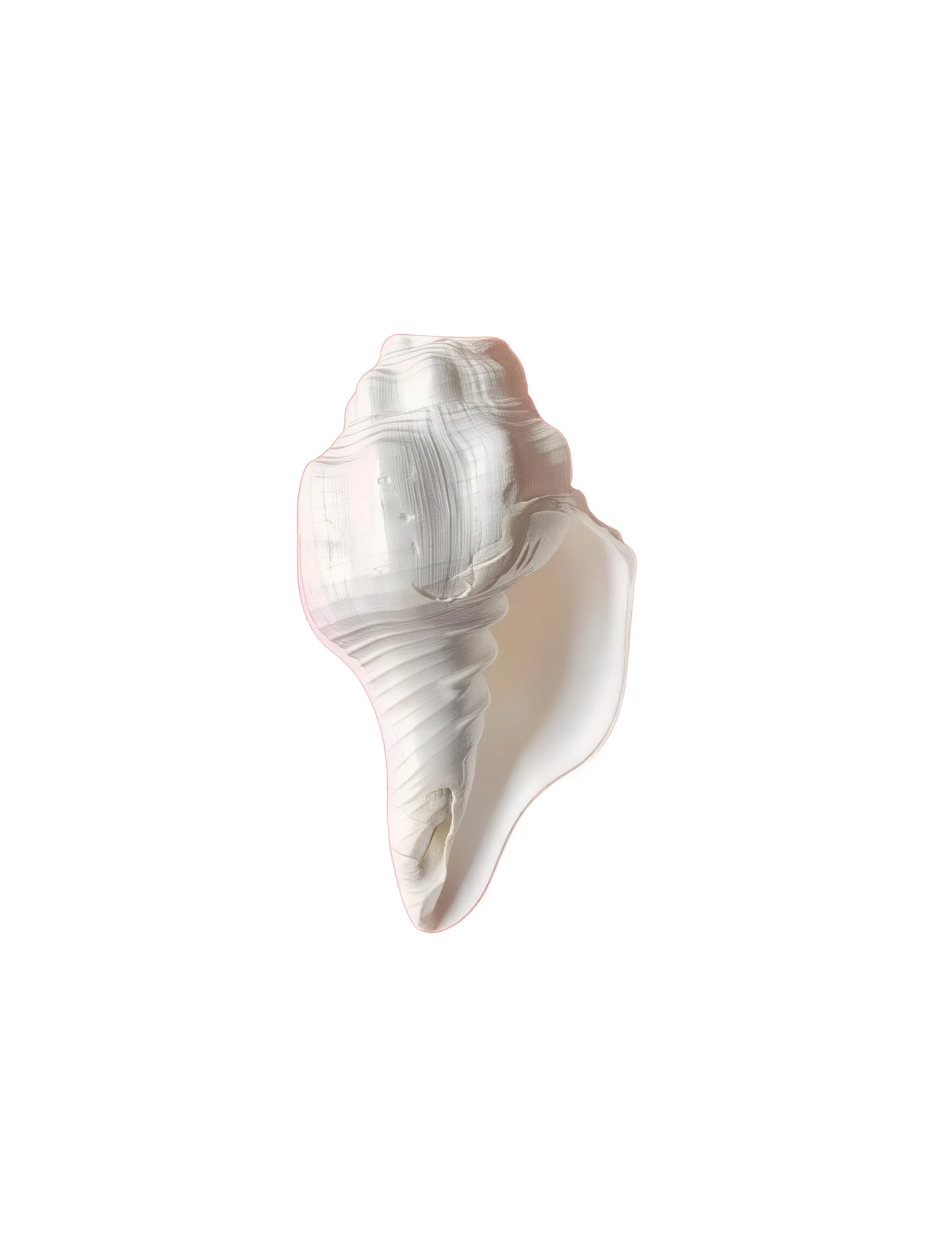 Shankh - Conch - 4 inch - Akaal Accessories - Now Available for Next Day Delivery