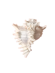 Shankh - Conch - 7.5 inch - Akaal Accessories - Now Available for Next Day Delivery