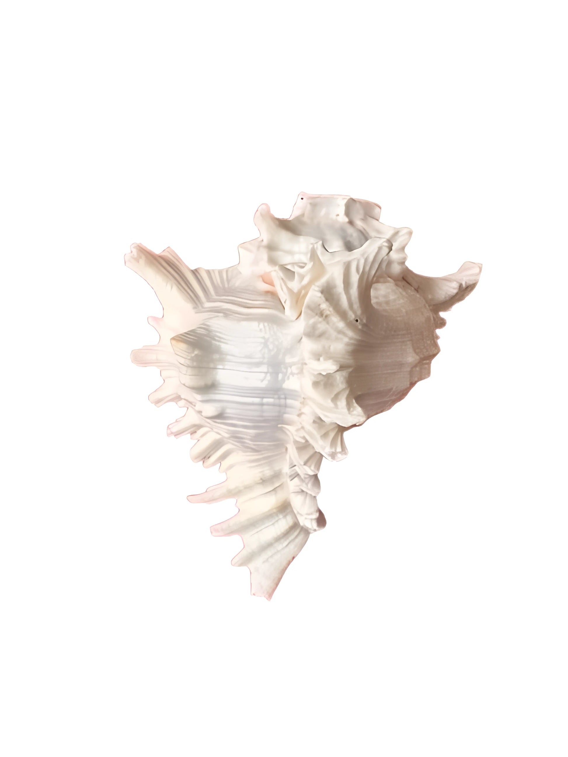 Shankh - Conch - 7.5 inch - Akaal Accessories - Now Available for Next Day Delivery
