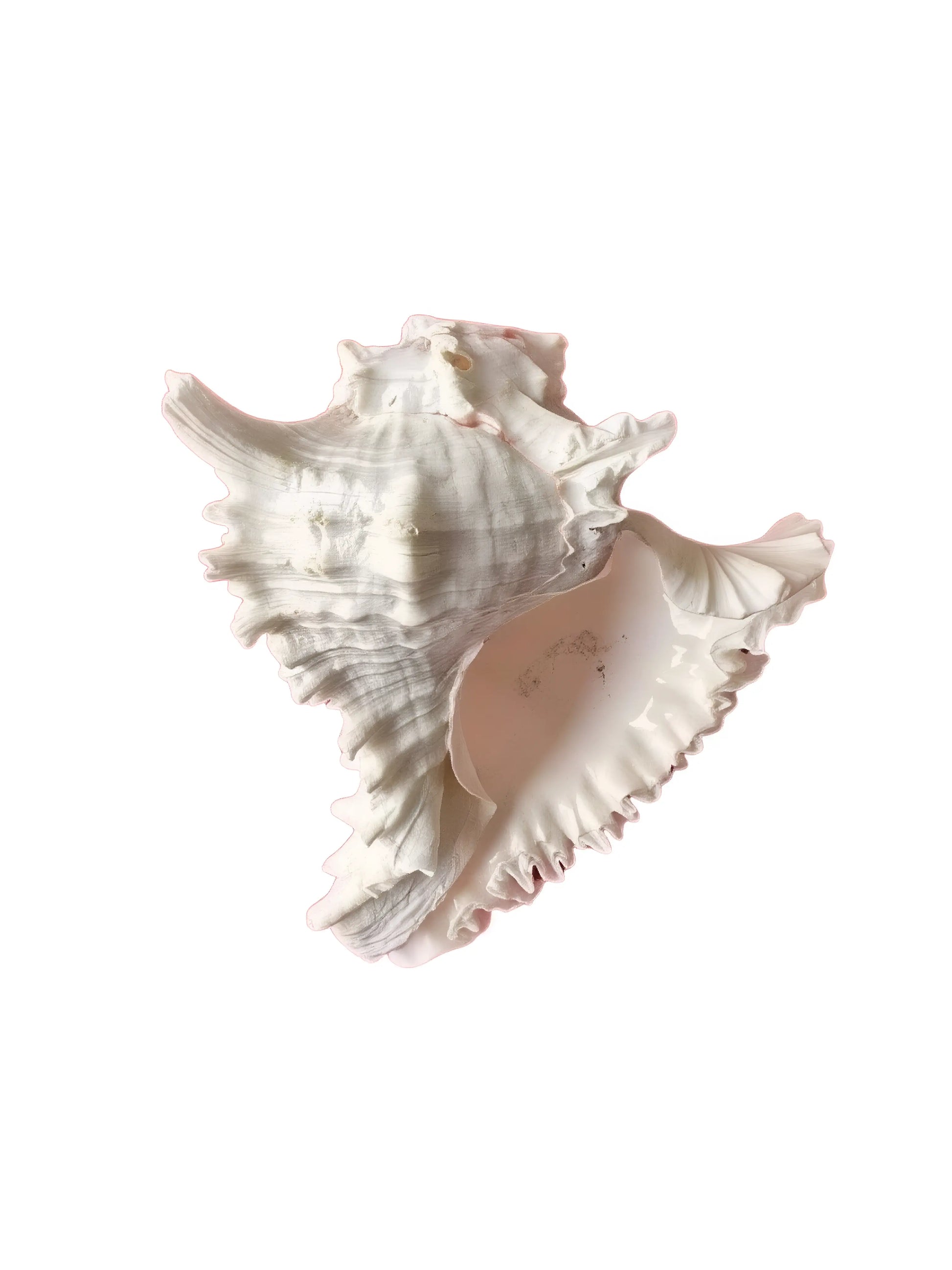 Shankh - Conch - 7.5 inch - Akaal Accessories - Now Available for Next Day Delivery