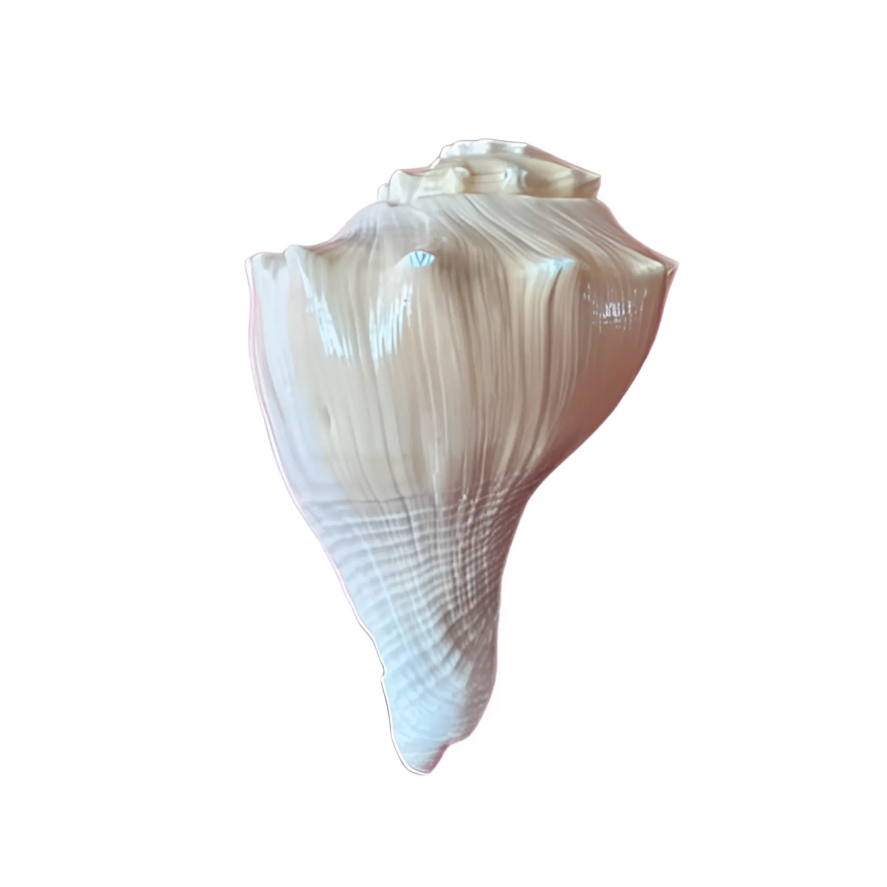 Shankh (Conch) - 5 inch - Akaal Accessories - Now Available for Next Day Delivery