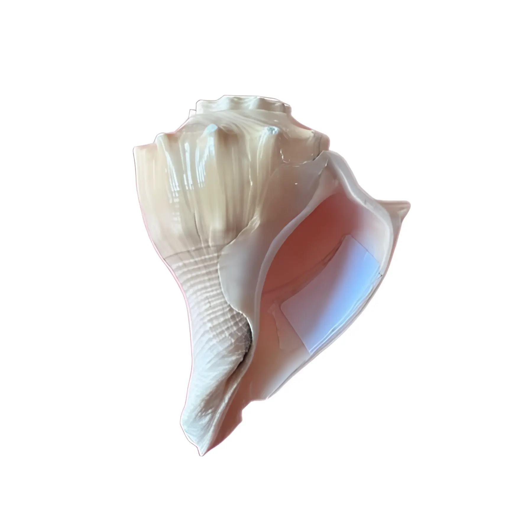 Shankh (Conch) - 5 inch - Akaal Accessories - Now Available for Next Day Delivery