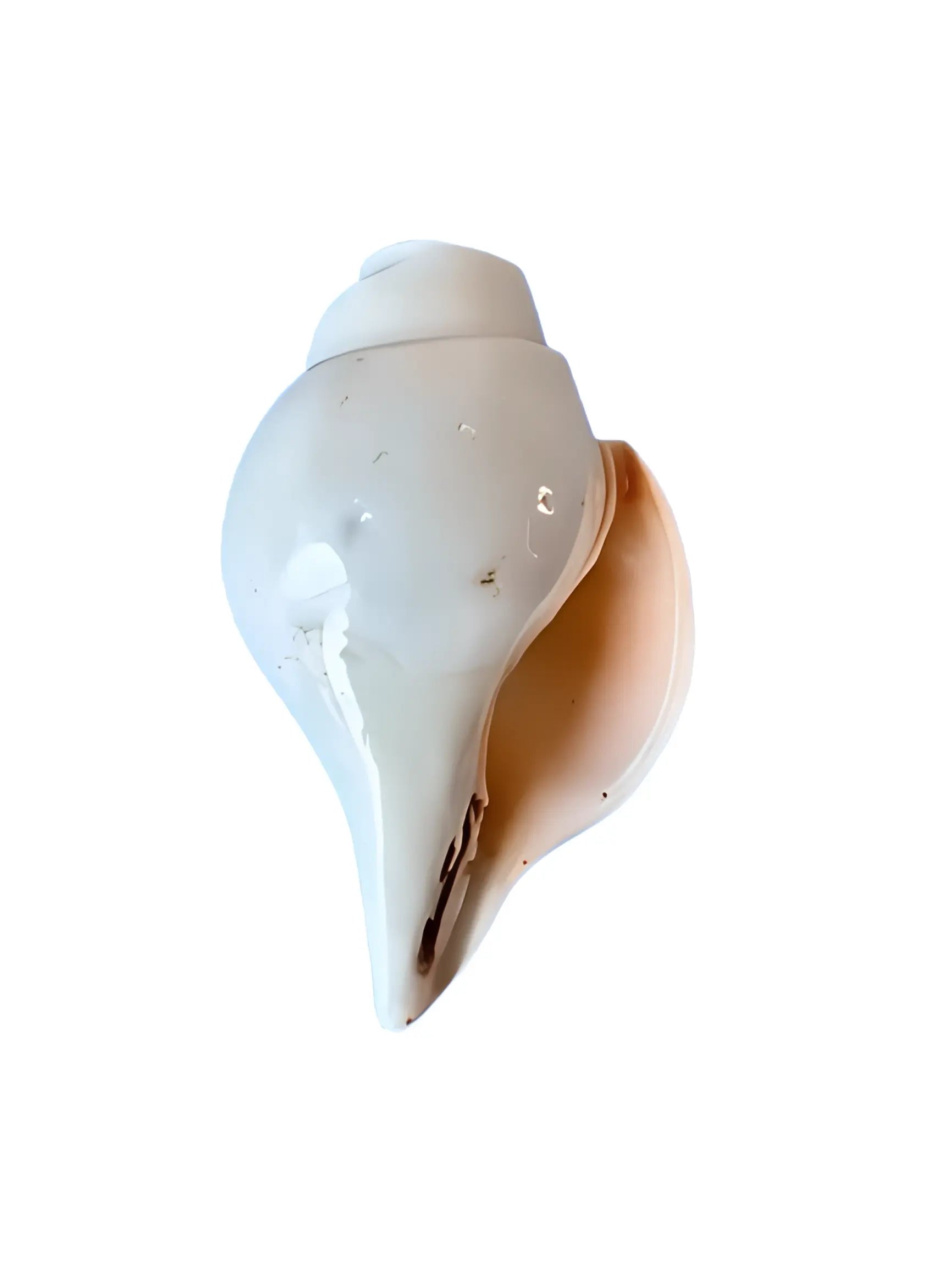 Shankh (Conch) - Akaal Accessories - Now Available for Next Day Delivery